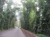 eucalyptus_road.jpg