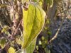 IMG_20111123_092630.jpg