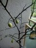 IMG_20130501_111520.jpg