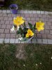 IMG_20150509_174558.jpg
