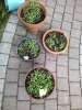 IMG_20150509_174623.jpg