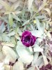 IMG_20150509_175033.jpg