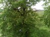 IMG_20150504_152001.jpg