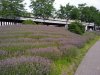 IMG_20160708_162314.jpg