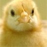 spatz