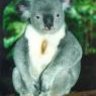 KoaLaa