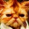 kampfcat
